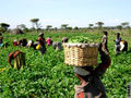 11252011 Ethiopian farm 300.jpg
