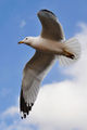 398px-Seagull in flight by Jiyang Chen.jpg