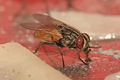 800px-Musca domestica housefly.jpg