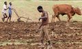 Africa-farming-006.jpg