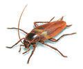 Brown-cockroach-illustration 912x762.jpg
