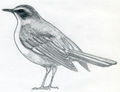 How-to-draw-a-bird06.jpg