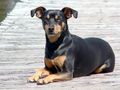 Toy-manchester-terrier-dog-portret-photo.jpg